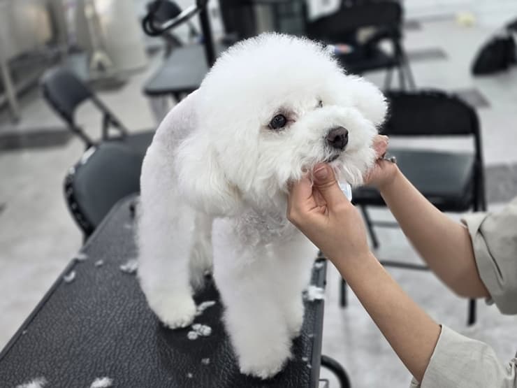 강아지 미용학원 취미반 상담